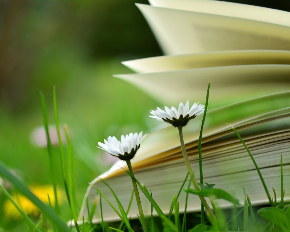 Buch mit Gänseblümchen (c) Pixabay.com/congerdesign