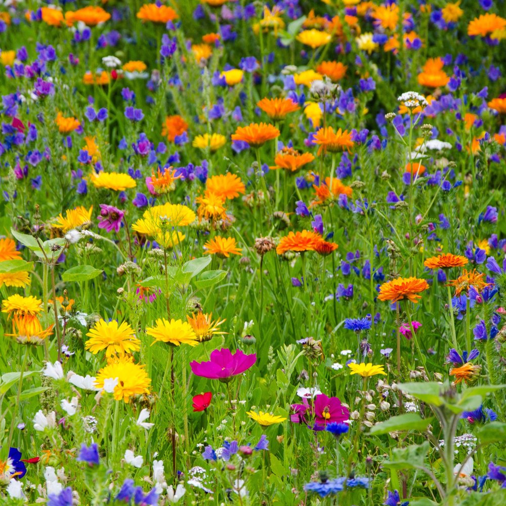 Wildblumen (c) Pixabay.com/Sabine Kroschel