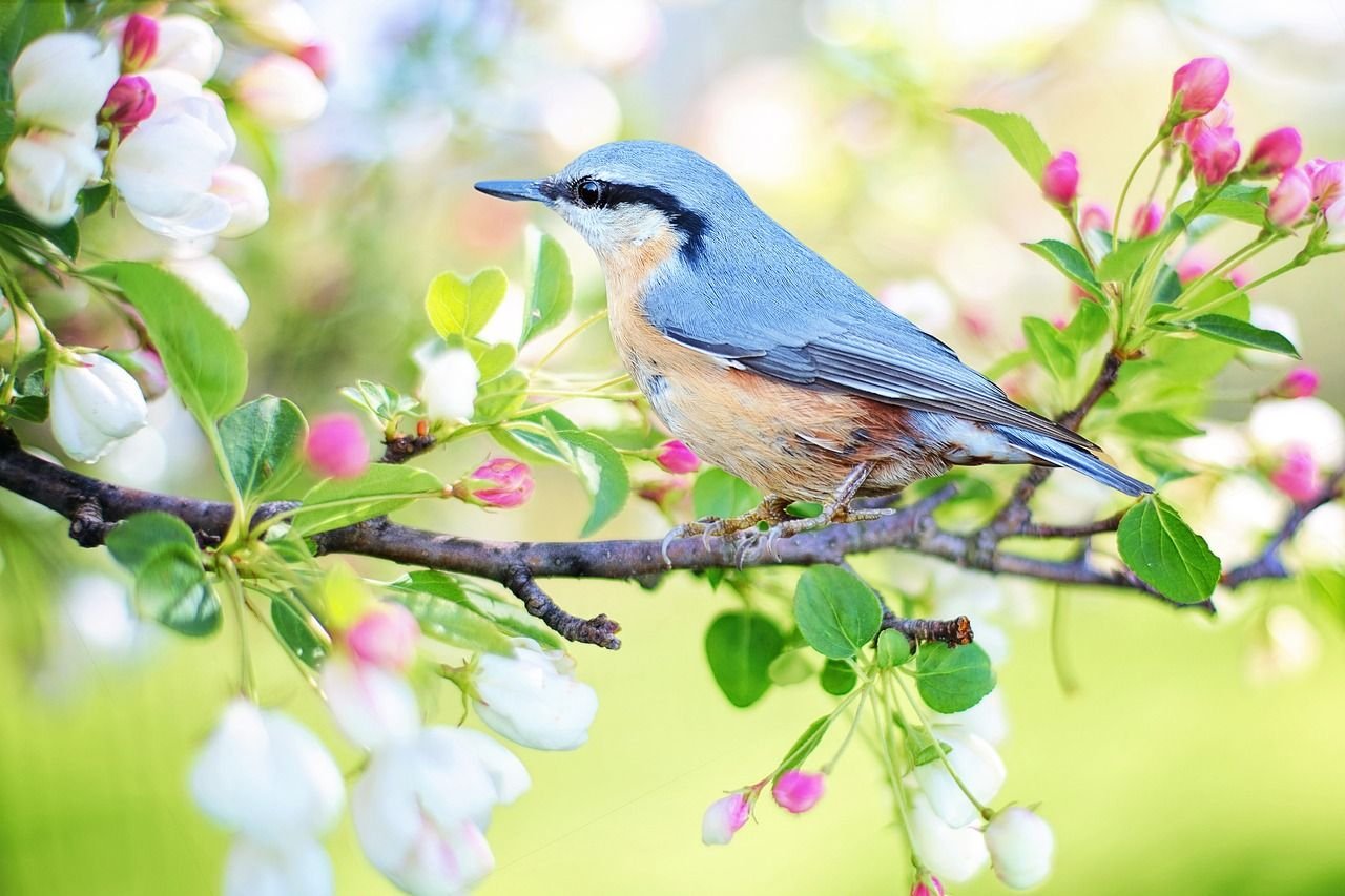 frühling (c) pixabay